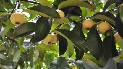 Fruit Tree of the Day: Mangosteen