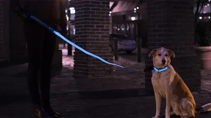 4ID LED Dog Leash and Collar