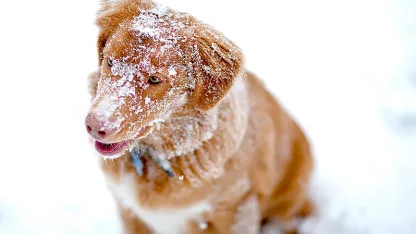 How do you deal with a dog in winter?