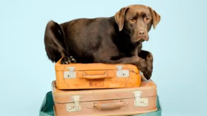 When you're away on vacation, what do you do with your pets?