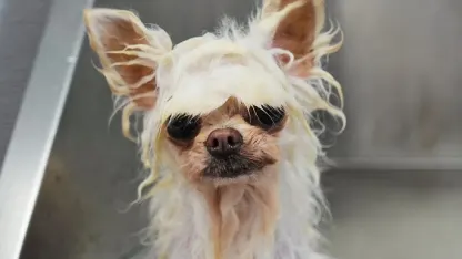 Where is pet hair most annoying?