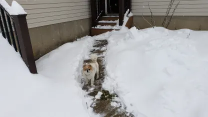 Oh the snow and my poor fur baby