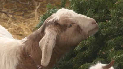 Recycling your Christmas tree? Give it to goats