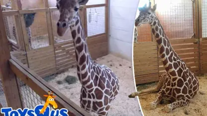 April Fool's 2017 (Continuously Updated)