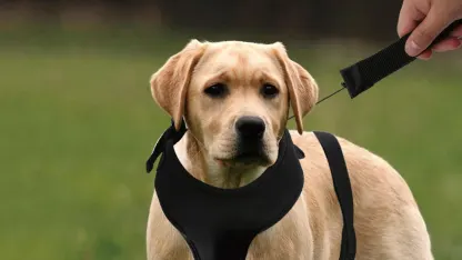 2-for-Tuesday: 2-in-1 Lucky Leash Retractable Dog Harnesses/Leashes