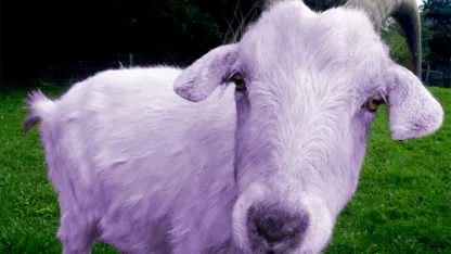 Purple goats