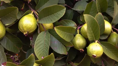 Fruit Tree of the Day: Guava