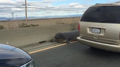 Why did the seal cross the road?