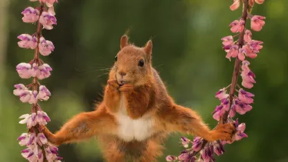 Comedy Wildlife Photography Awards