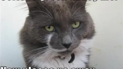 Leave me alone, I'm on meh