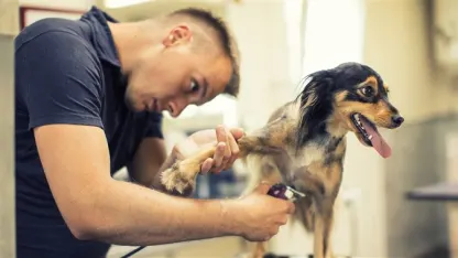 Ever take your pet to a groomer?