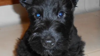 Happy National Dog Day