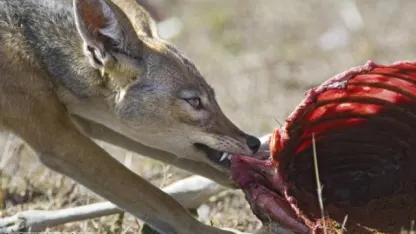 In nature, scavengers: