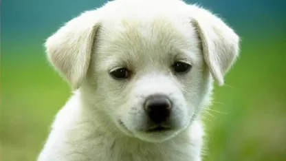 Dogs!!