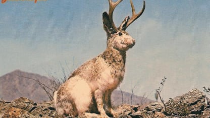 Jackalope