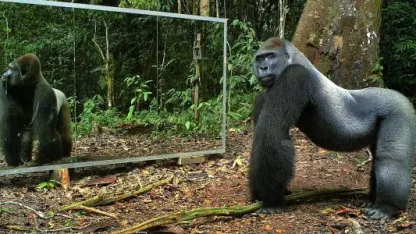 How prone are you to falling down Internet rabbit holes?