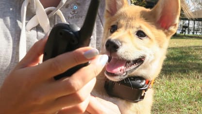 PetSpy Dog Training Vibration & Shock Collar for Medium to Large Dogs