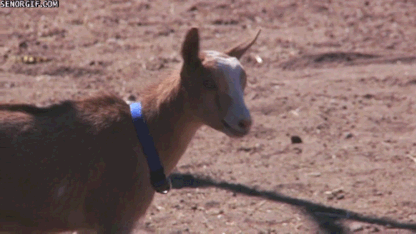 Happy National Farm Animals Day!