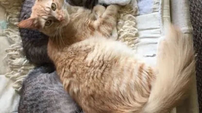 Time for a pet photo thread again