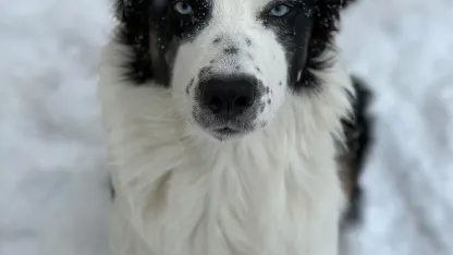 Palate cleanser (puppy!)