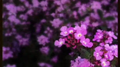 meh.com access problems with FF 37+