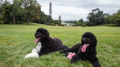 The White House Pet