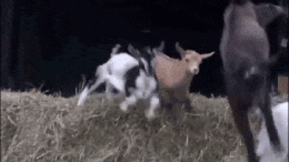 Where's That Damn Goat???