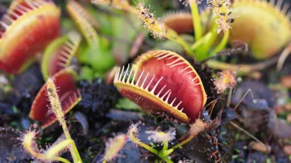 There's other carnivorous plants besides Flytraps
