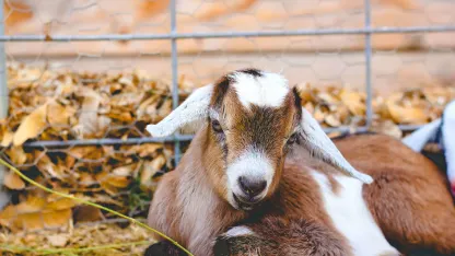 Hello, I’m your monthly goat.