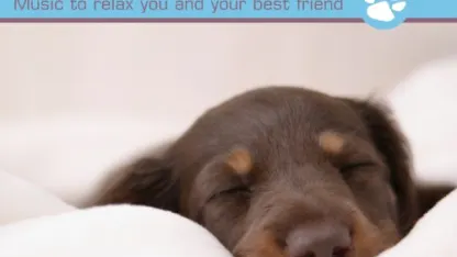 Which of these musical Dogs is your best friend?