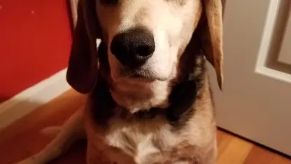 GISHWHES Team BreakfastOctopi Needs a Little Help on LinkedIn!