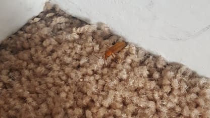 Can you identify this bug?
