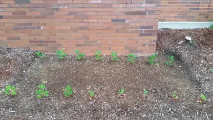 Last Day to Get Prime Inculpation