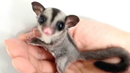 Our newest family mehmbers.