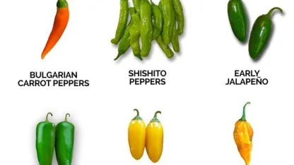 Favorite pepper: