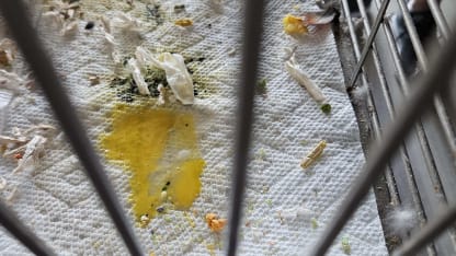 What is going on with Princess?