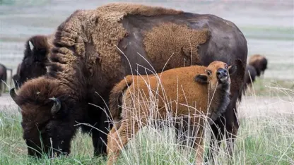 Did you read that thing about that adorable bison?
