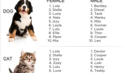 What Is Your Pet's Name?