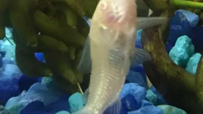 anyone ever seen a fish sit on it's tail... ya know cat in the hat style?