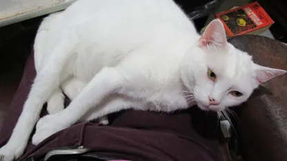 The Internet is for cat pix