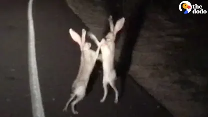 Rabbit slap fight!!!