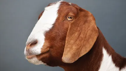 Which goat is this???