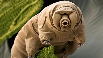 Stress Tardigrade