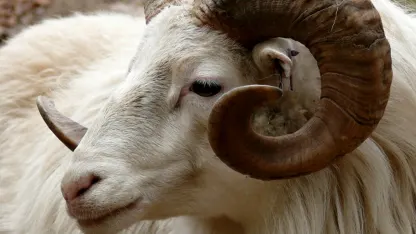 Goat With Your Heart (August 2022 Scapegoat Blame Thread)