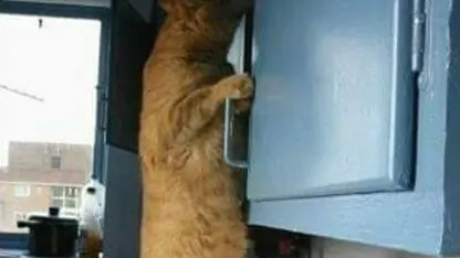 Humorous cat photos and clips