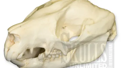 Possum Skull Chronicles: more, please!