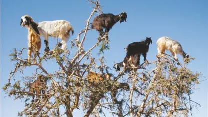 Goats in trees