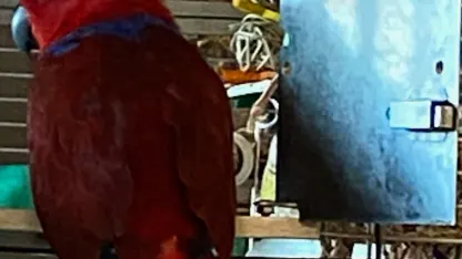 Our "new" bird is extremely weird