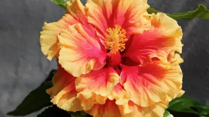 Fruit of Yesterday: Hibiscus