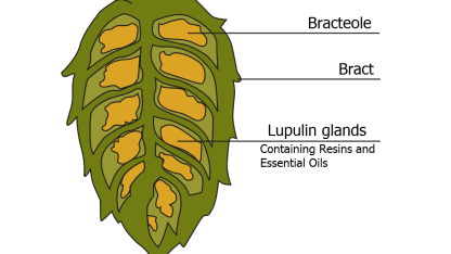Homebrewing: does UV light only cause problems with hops?